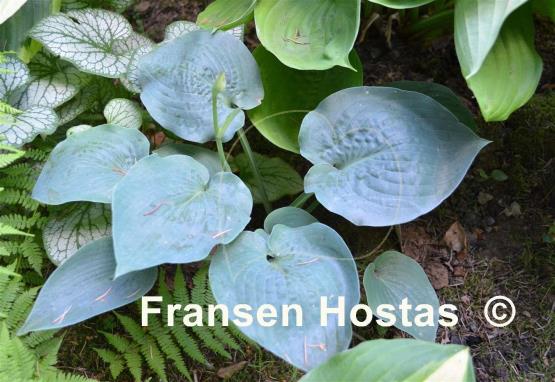 Hosta Andorian